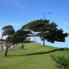 Download free blue weather tree wind landscape sky icon